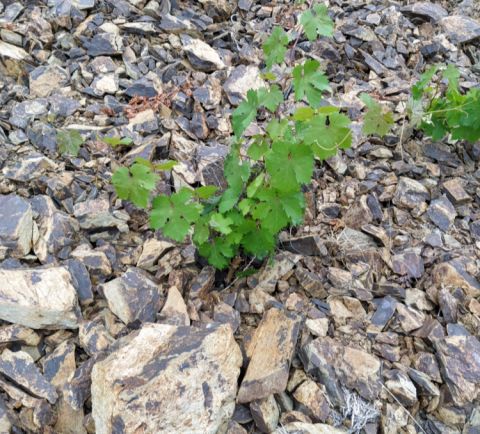Dougos schist vineyard Rapsani