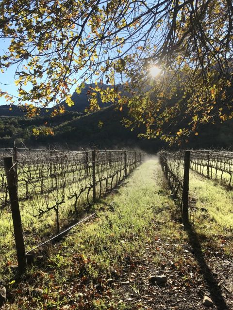 Stark-Condé Field Blend vineyard