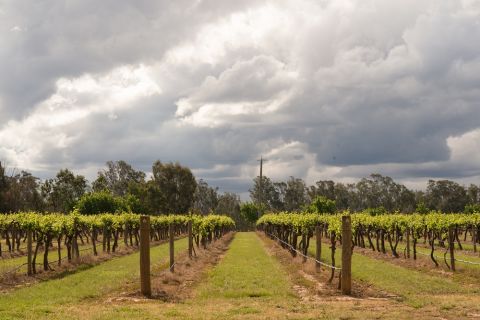 WWC21 Gilcrist M - Tahbilk vines lovelenscapes 8