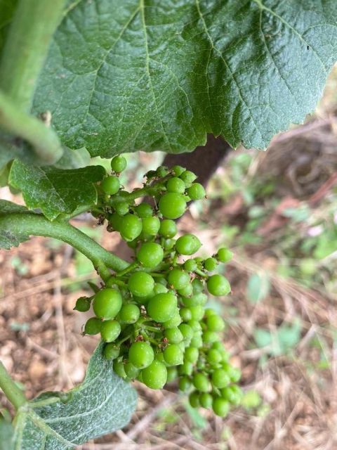 Burgundy grapes early July 2021