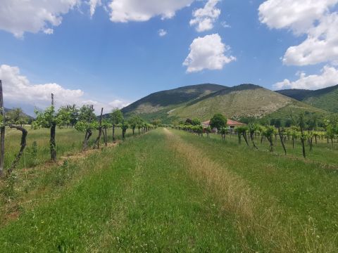 WWC21 Grunwald S - Cariano vineyard