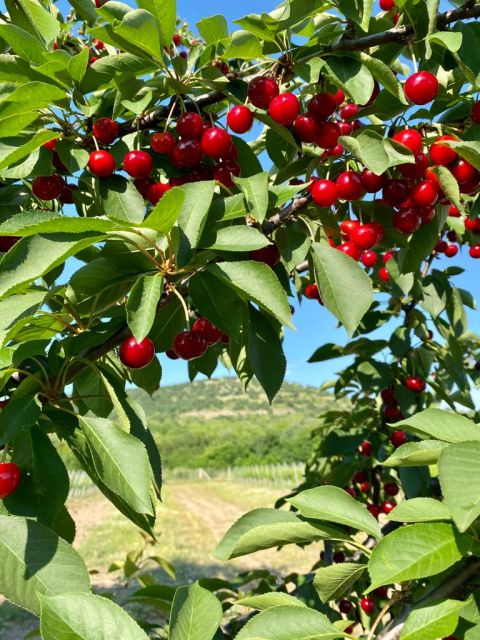 WWC21 Lyapova D - cherries in the vineyard