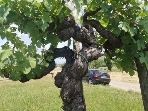 WWC21 Grunwald S - a 181-year-old vine in the Cariano vineyard
