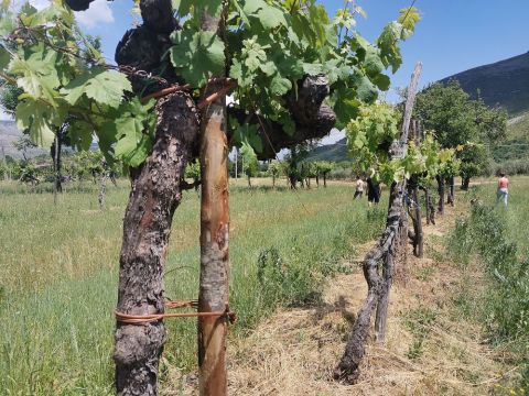 WWC21 Grunwald S - restored vines with new chestnut poles