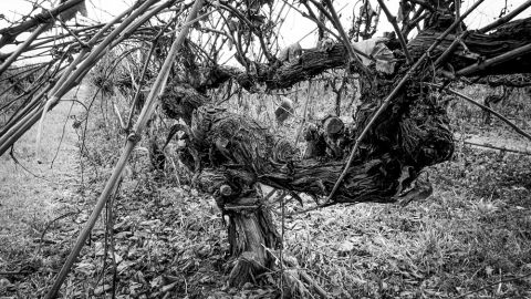 WWC21 Gilcrist M - Tahbilk vines gnarly vines 01