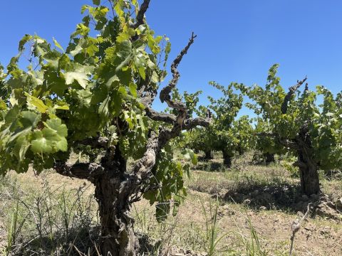 WWC21 McCage M - Ray Road June vines 4