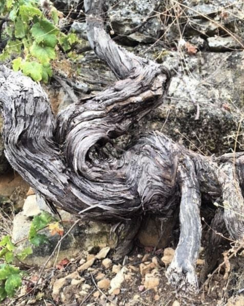 WWC21 Berrou F - Merwah vine trunk