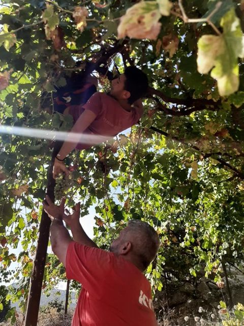 WWC21 Berrou F - harvesting Merwah