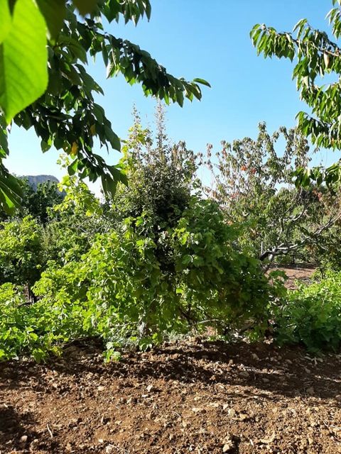 WWC21 Berrou F - Merwah vines 2