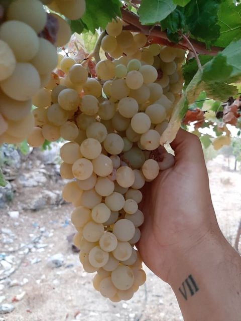 WWC21 Berrou F - harvesting Merwah 2