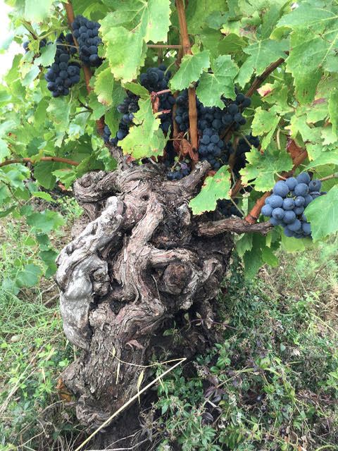 WWC21 Macdonald J - Old Ladies in their summer finery