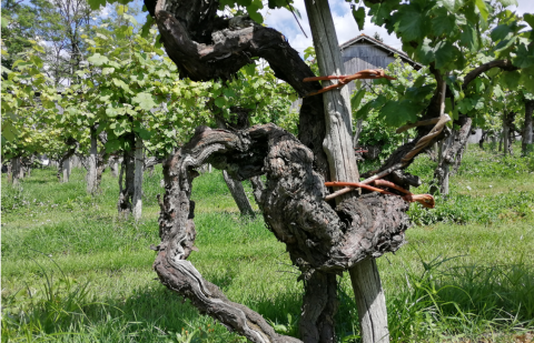 WWC21 McGrath H - lonely old vines