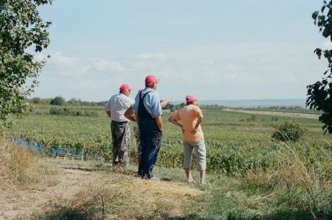 WWC21 Tenison V - The Hungarian vineyard team at Gut Oggau surveying the task ahead