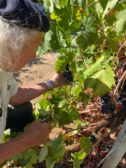 WWC21 Alley G - Bruce Freeman with 40-year-old Zinfandel vines in upper Ojai