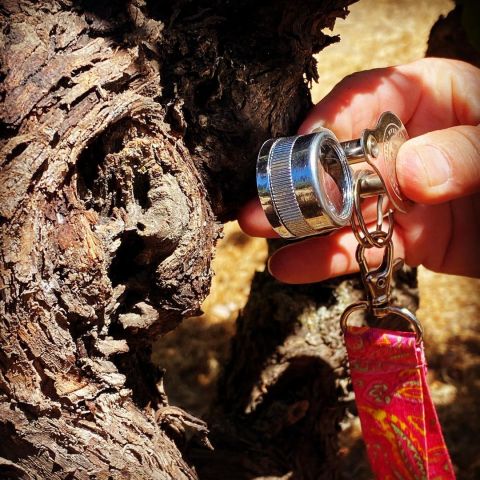 WWC21 Alley G - Heather Pyle Lucas looks for bugs in her old Zin vines