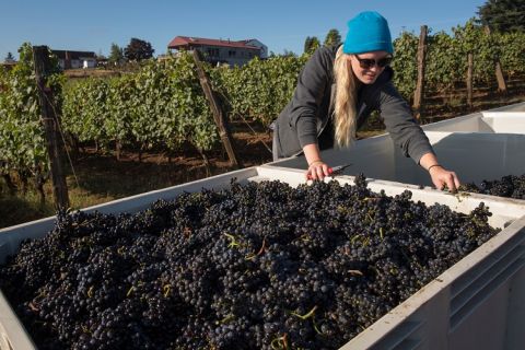 WWC21 Brooks P - Brooks' associate winemaker Claire Jarreau with the Pinot harvest