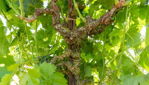 WWC21 Burrows J - Nicolini Ranch Carignan, up close