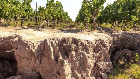 WWC21 Catena A - Lunlunta old-vine Malbec vineyards