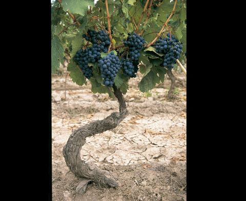 WWC21 Catena A - Angelica vines