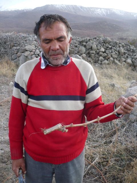 Photo 10 - A cutting for replanting