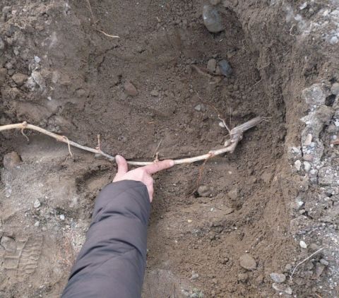 Photo 11 - Replanting with cuttings