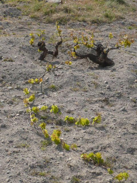 Photo 12 - Propagation by layering