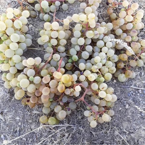 Photo 13 - Keten Gömlek bunches