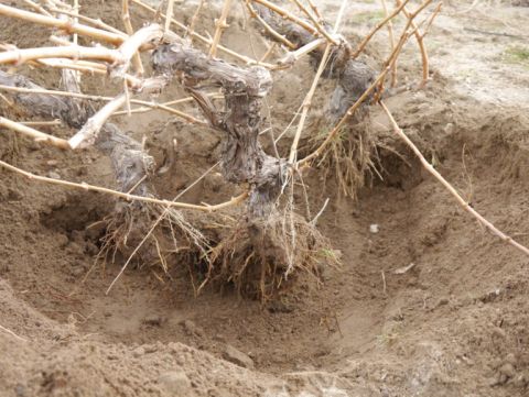 Photo 2 – The fresh roots drying in springtime