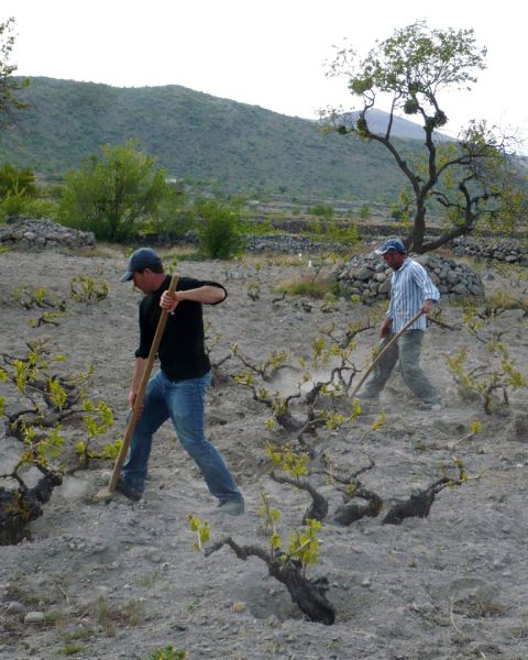 Photo 3 – Filling the pits back with soil