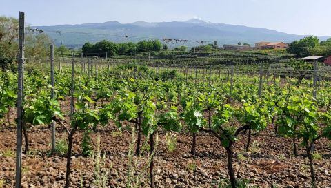 WWC21 Di Guardo G - Contrada Calderara