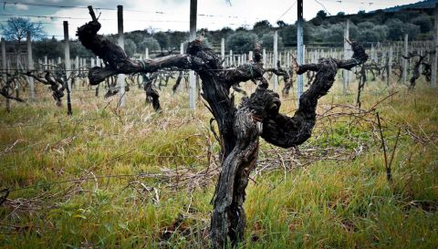 WWC21 Di Guardo G - old vines in La Vigna di Don Peppino