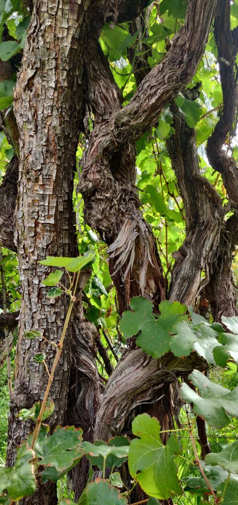 WWC21 Gowda N - hidden old vines of Bolivia