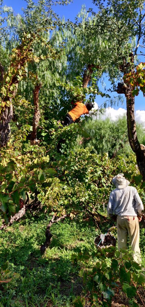 WWC21 Gowda N - vines growing up trees