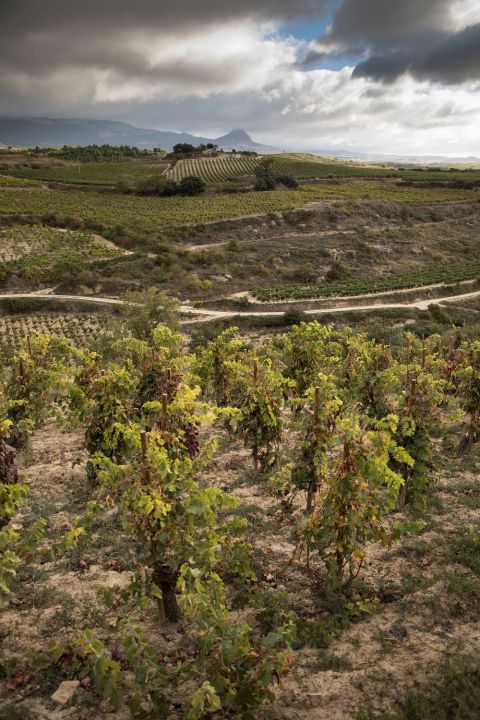 WWC21 Hickman M - San Julián view