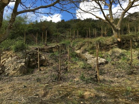 WWC21 Hickman M - San Julian in Rioja, the hidden vineyard