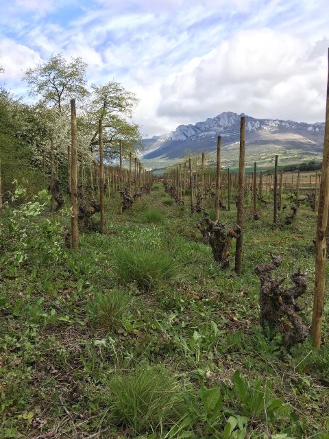 WWC21 Hickman M - San Julian Rioja vineyard view mountains