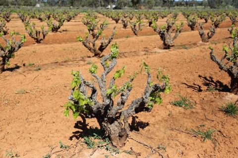 WWC21 Hill K - The red dust of Watunga Vineyard