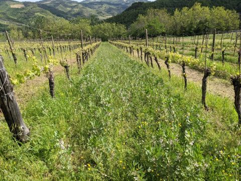 WWC21 Kis H - biodiversity and widely planted rows