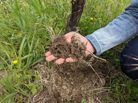 WWC21 Kis H - soil of Fondo San Giuseppe