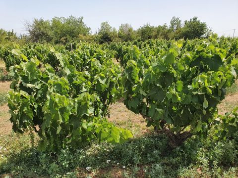 WWC21 Kyriakidis S - Barba Yannis vineyard