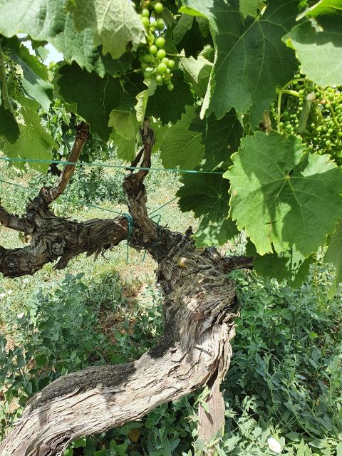 WWC21 Kyriakidis S - Barba Yannis 102-year-old vine
