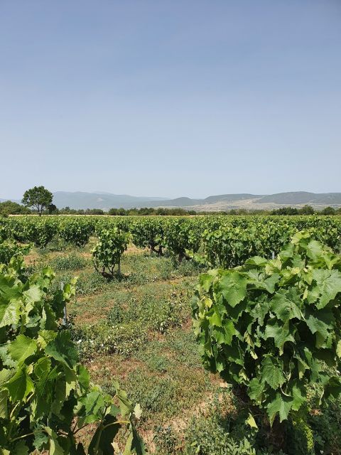 WWC21 Kyriakidis S - Barba Yannis