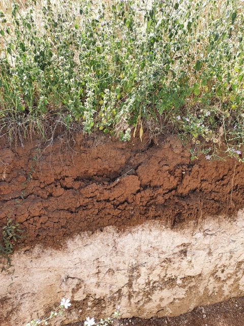 WWC21 Kyriakidis S - Soil of Barba Yannis plot