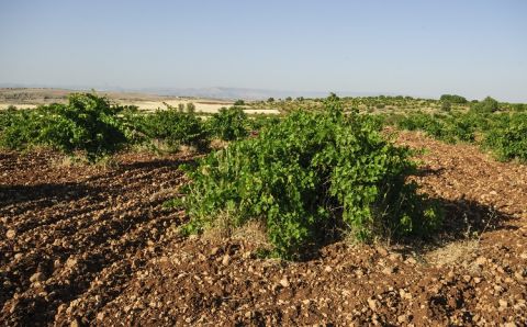 WWC21 Lemieux A - mixed Midin vineyard 60 to 150 yr old vines