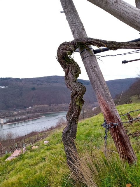 WWC21 Lewis R - Berg Kaisersteinfels old vines