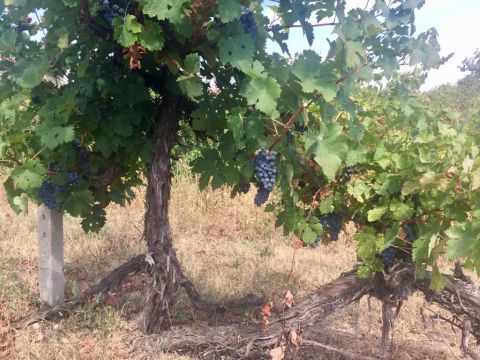 WWC21 Lyapova D - old-vine Cabernet before harvest