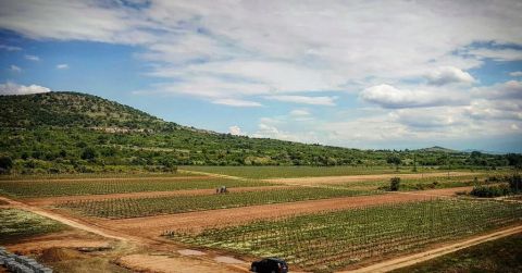 WWC21 Lyapova D - Velis Vineyards in Bulgaria