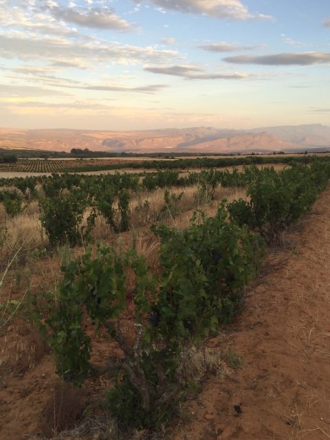 WWC21 MacCulloch R - Henk Laing's old Pinotage vines