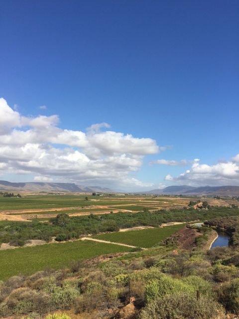 WWC21 MacCulloch R - Olifants River irrigated vineyards