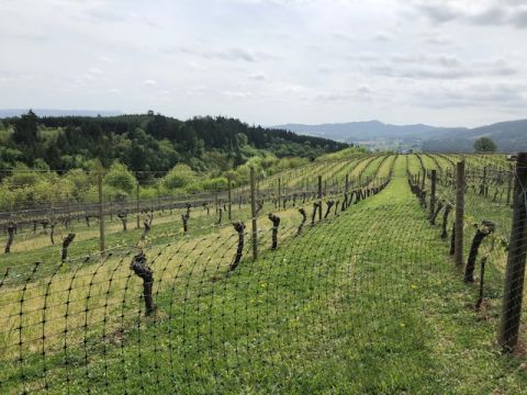 WWC21 Magner K - David Hill Block 12 old-vine Gewurz